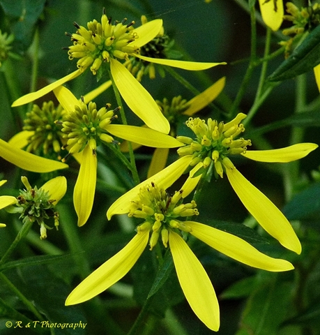 {Verbesina alternifolia}